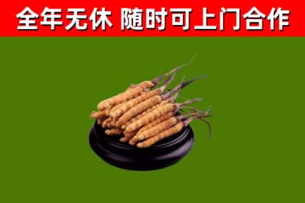 峡江县回收散虫草