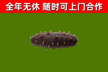 峡江县回收海参干